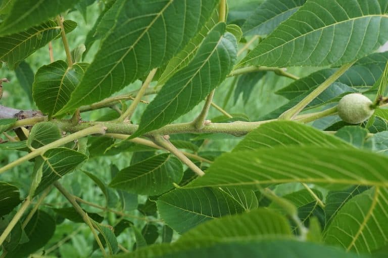 6 Edible & Native Nut Trees That Grow in Virginia