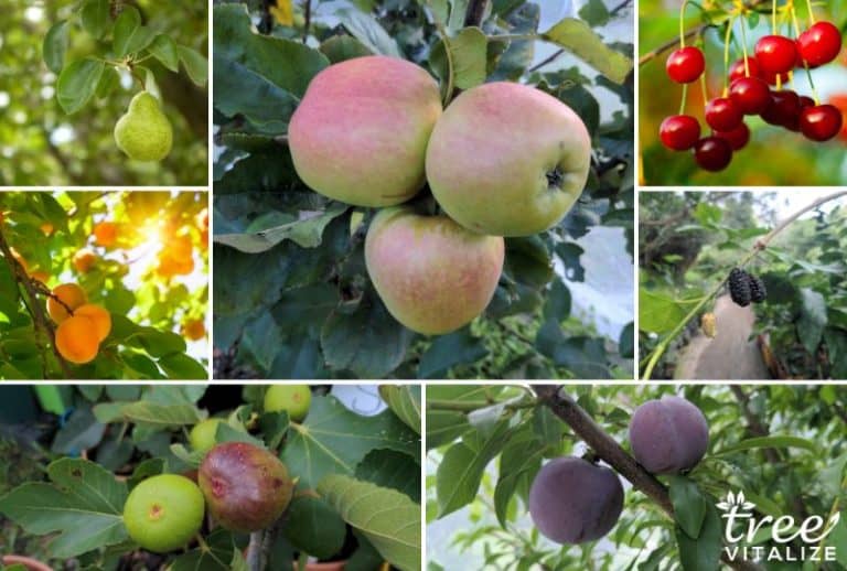 10 Delicious Fruit Trees in Virginia to Consider Planting