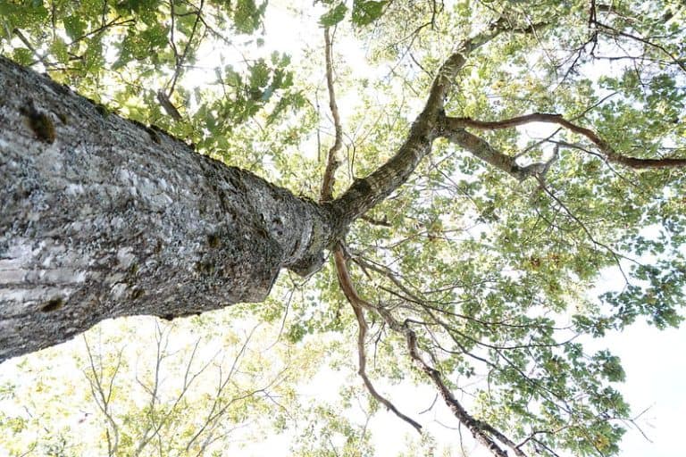 28 Best Common & Native Trees that Grow in Virginia