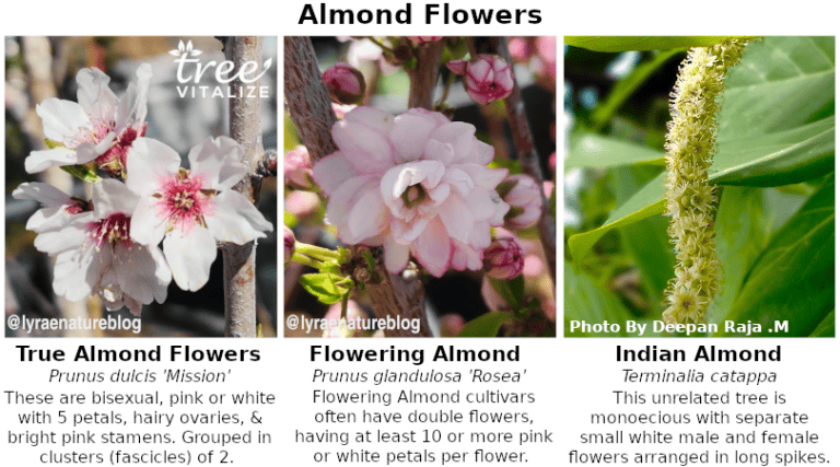 12 Different Types of Almond Trees & Identifying Features