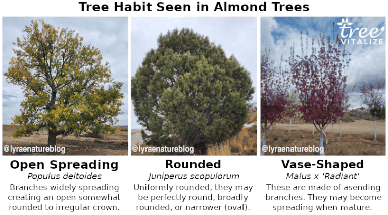 12 Different Types of Almond Trees & Identifying Features