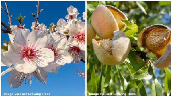 12 Different Types of Almond Trees & Identifying Features