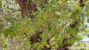 36 Different Types of Oak Trees & Their Identifying Features