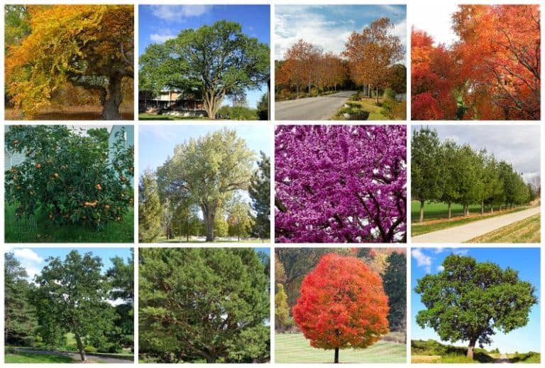 8 Lush Shade Trees That Will Thrive In Indiana 8 Lush Shade Trees That Will Thrive In Indiana