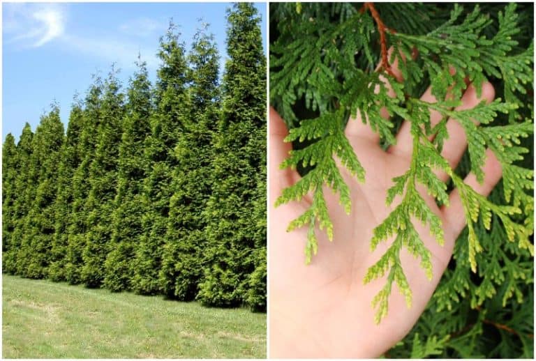 8 Fast Growing Trees in Virginia for Your Yard or Landscape