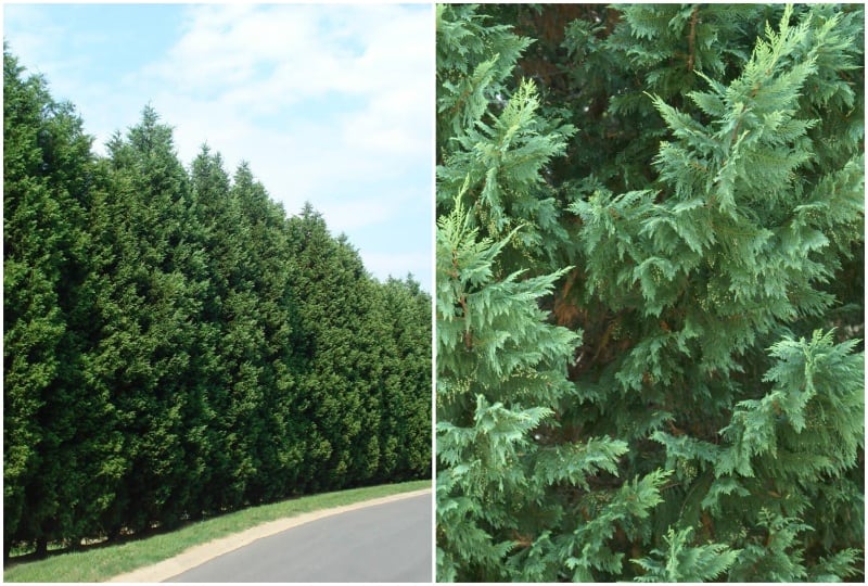 8 Fast Growing Trees in Virginia for Your Yard or Landscape