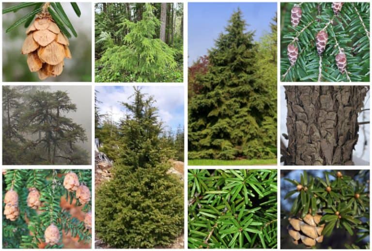 10 Different Types of Hemlock Trees & Identifying Features