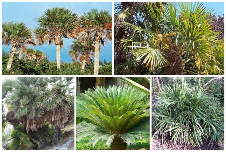 6 Types of Palm Trees That Grow in Virginia & Virginia Beach