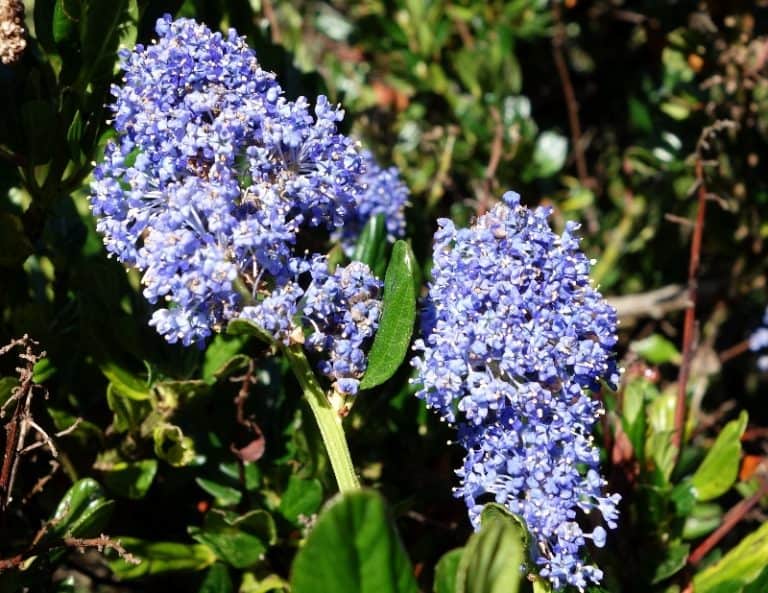 17 Different Types of Lilac Trees & Identifying Features