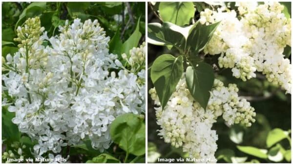 17 Different Types of Lilac Trees & Identifying Features