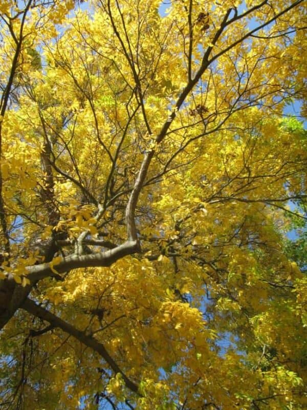 6 Hickory Tree Varieties That Grow in Parts of Texas