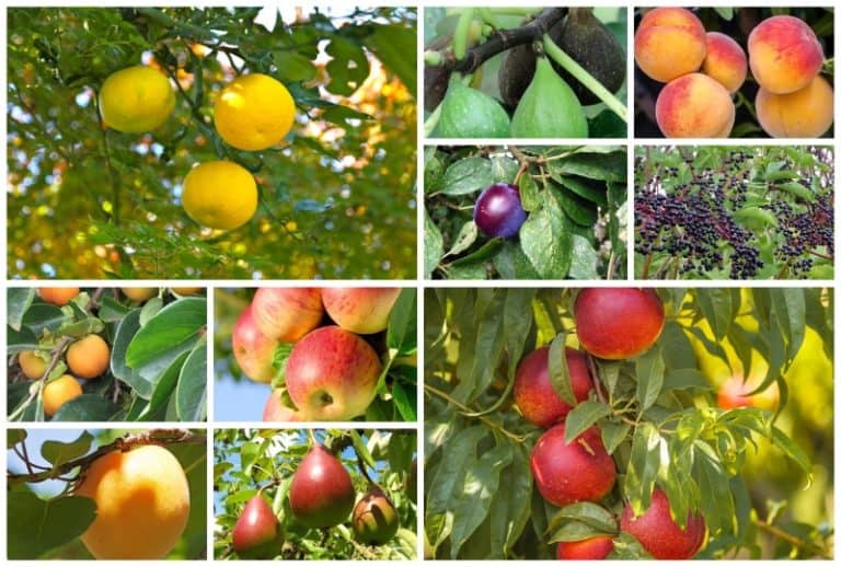 12 FullSized & Dwarf Fruit Trees to Grow in USDA Zone 7