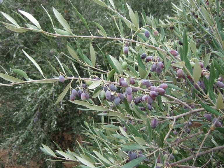 Can You Grow Olive Trees in USDA Zone 7? Which Are Best?