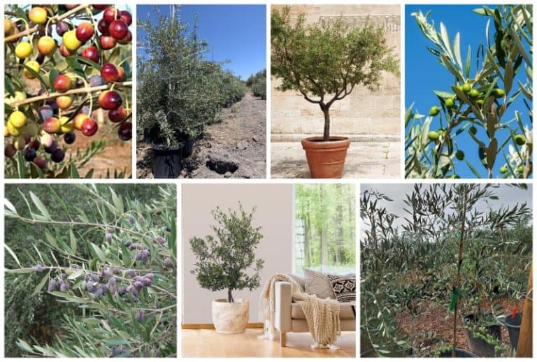 Planting Zones Texas Hardiness, Gardening & Climate Zone