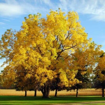 7 Trees You Can Grow in Full Sun in USDA Zone 8