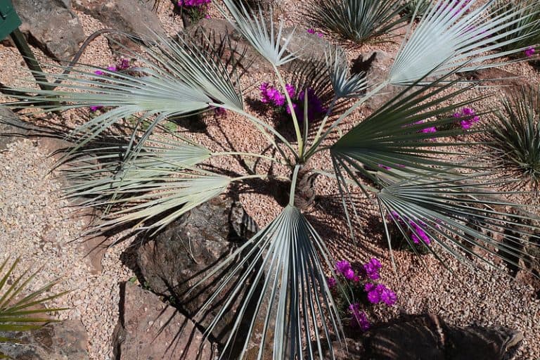 9 Palm Trees for USDA Zone 8 Gardens & Landscapes