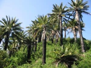 9 Palm Trees For Usda Zone 8 Gardens And Landscapes 