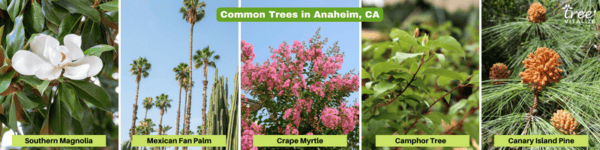 Common Tree Species, Planting Initiatives, and Diversity: An Analysis ...