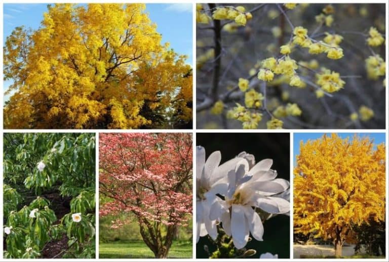 7 Trees You Can Grow in Full Sun in USDA Zone 8