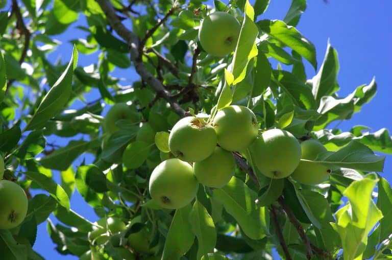 Can You Grow Apples in USDA Zone 8? Which Are Best?