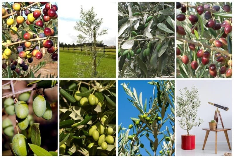 Can You Grow Olive Trees In USDA Zone 8 Which Are Best 