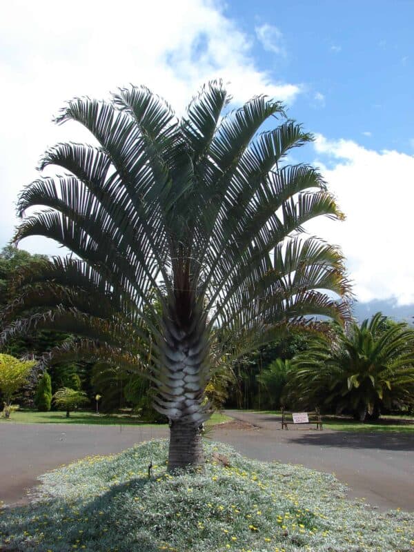 Triangular Palm Tree Types 14 Types of Palm Trees in Texas (That Will Thrive)