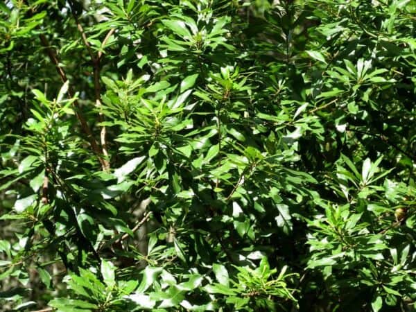 8 Excellent Evergreen Trees That Will Thrive in USDA Zone 8