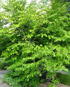 8 Small Trees for Tight Spaces in USDA Zone 8 Landscapes