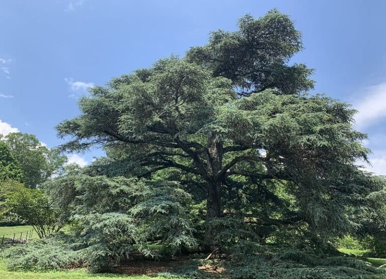 15 Evergreen Trees that Grow in New Mexico (Pine, Juniper)