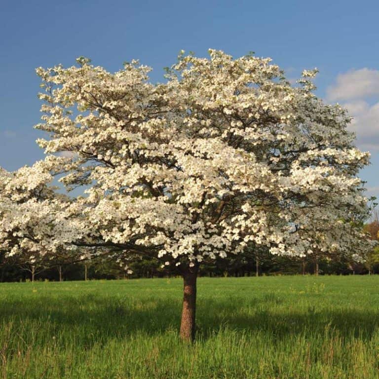 9 USDA Zone 9 Shade Trees (Add Coolness to Your Home & Yard)