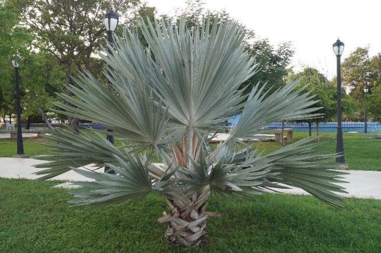 7 Palm Trees for USDA Zone 9 (for a Tropical Touch)