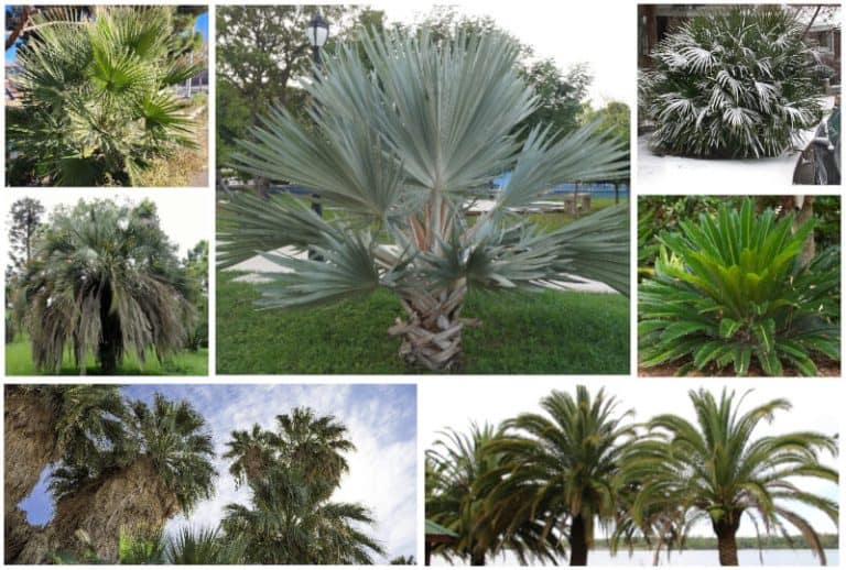 9 Palm Trees You Can Grow or Admire in New Mexico