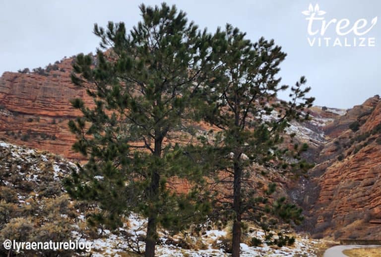 10 Shade Trees for New Mexico (Including FastGrowing)