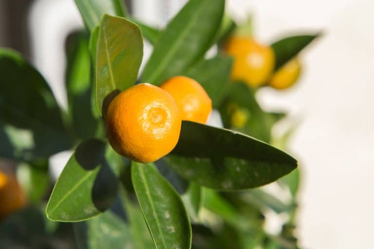 16 USDA Zone 9 Fruit Trees to Grow for Bountiful Harvests!