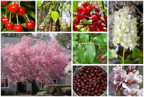 25 Common and Native Trees in Kansas