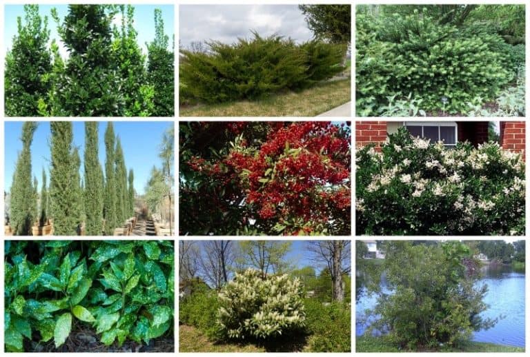 Planting Zones Texas Hardiness, Gardening & Climate Zone