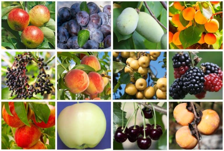 11 Best Fruit Trees for Bountiful Harvests in Kentucky