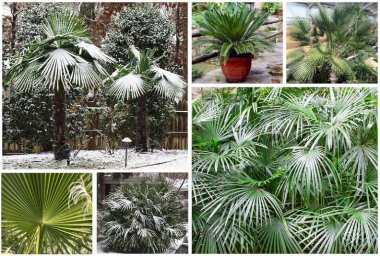 5 Palm Trees You Can Grow in Kentucky