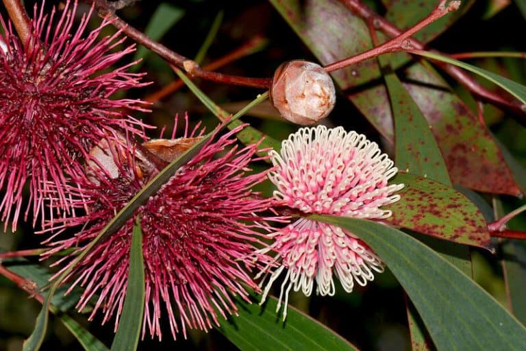 8 USDA Zone 9 Trees With NonInvasive Root Systems