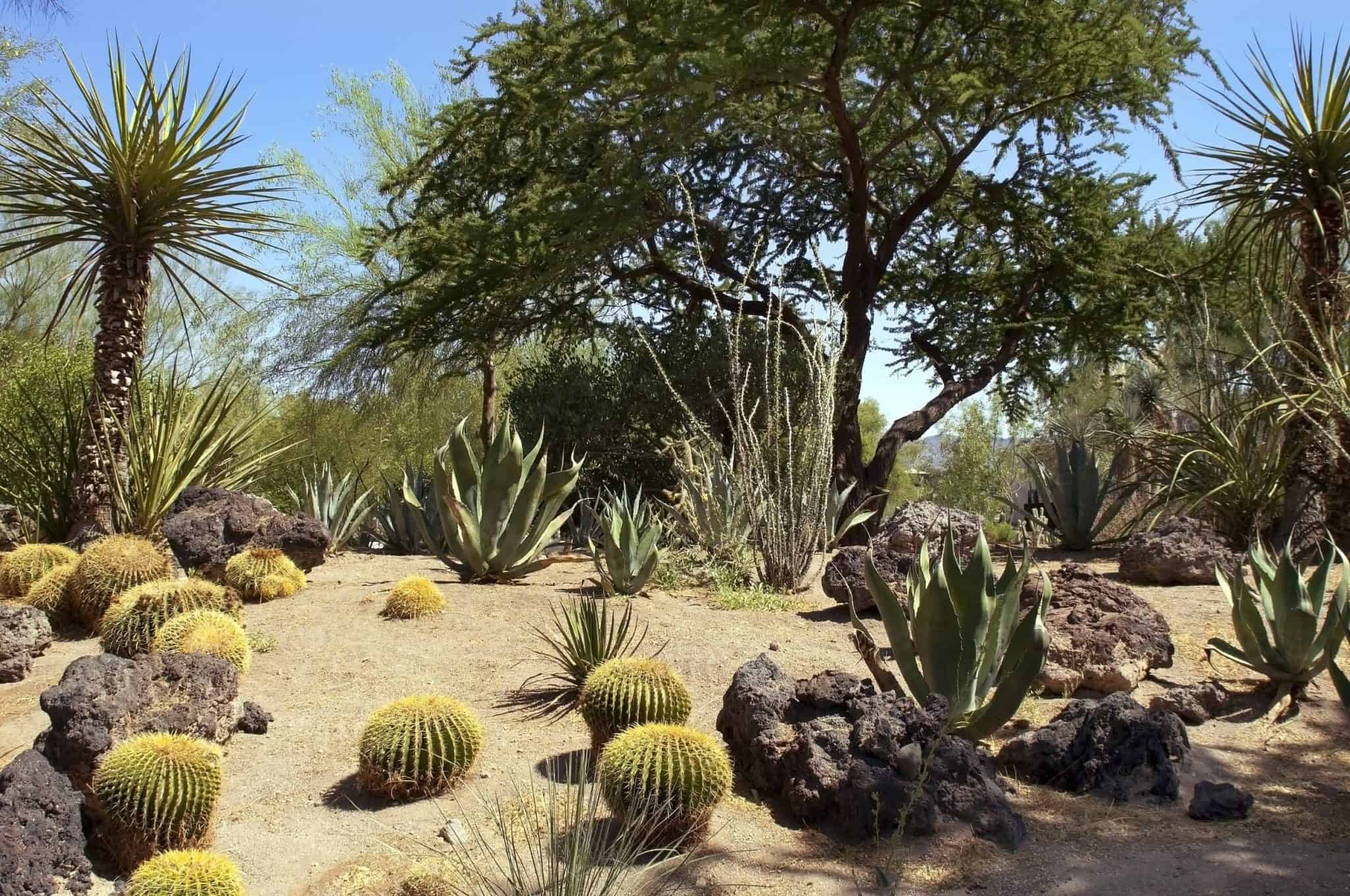 Establishing Trees Successfully in a Xeriscape Garden
