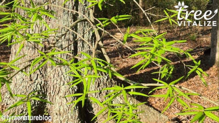 8 Oak Trees to Grow in Kentucky (or Admire)