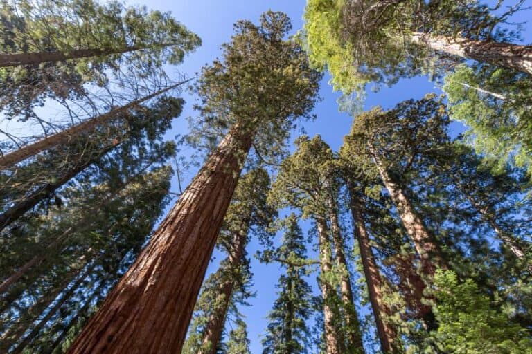 9 Tallest Trees in the World (What Height Are They?)