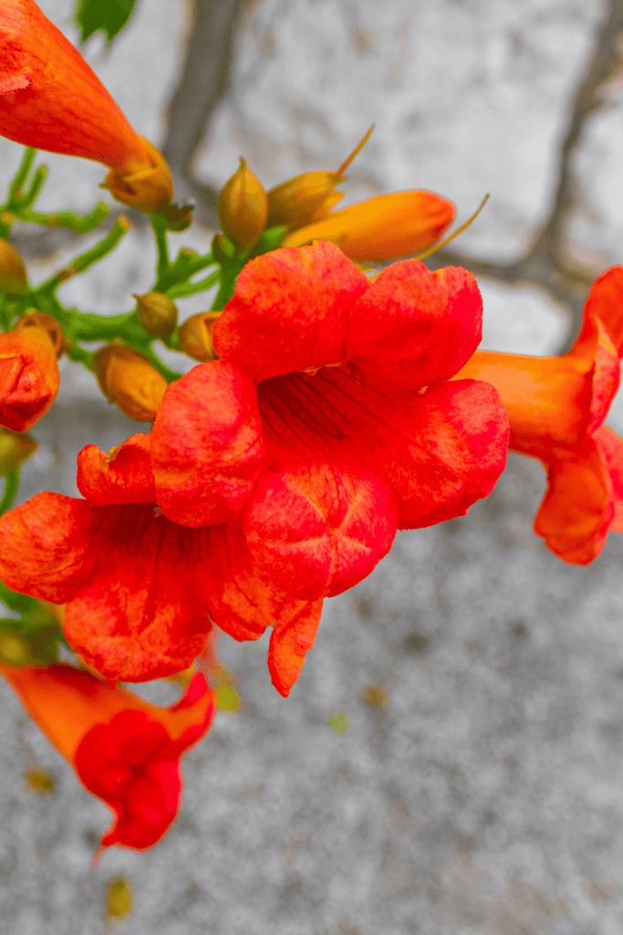 Warm Reds Tree 18 Stunning Red Flowering Trees to Transform Your Garden Oasis