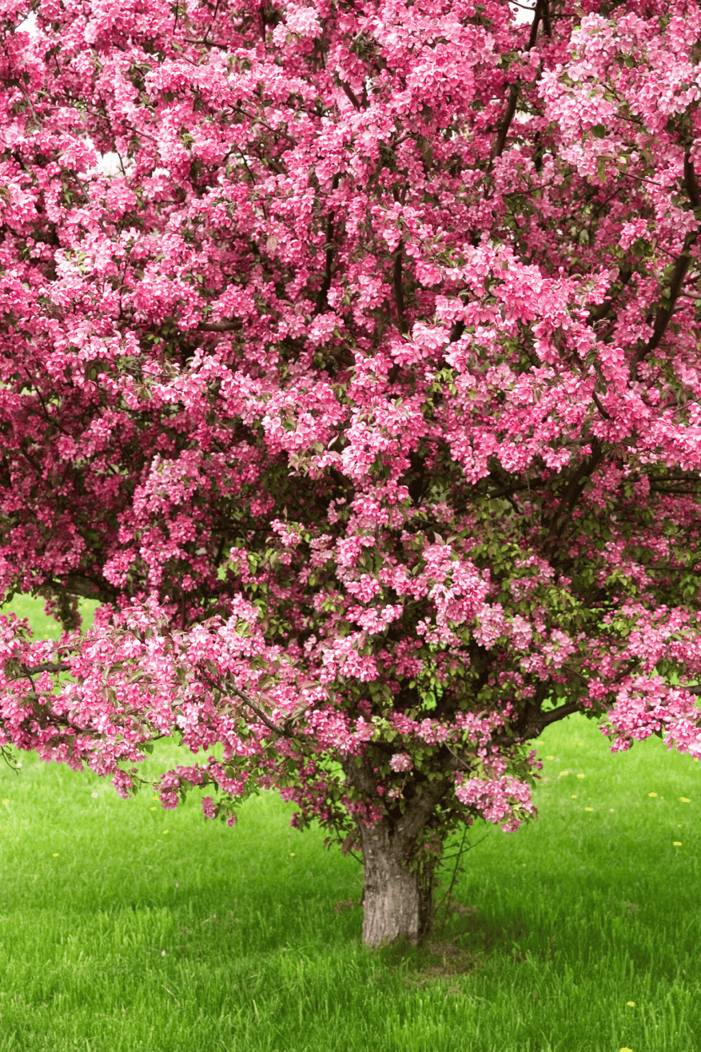29 Stunning Pink Flowering Trees to Transform Your Garden