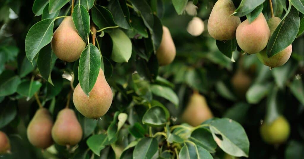 14 Fastest Growing Pear Trees That Bear Fruit Quickly (1st Year)