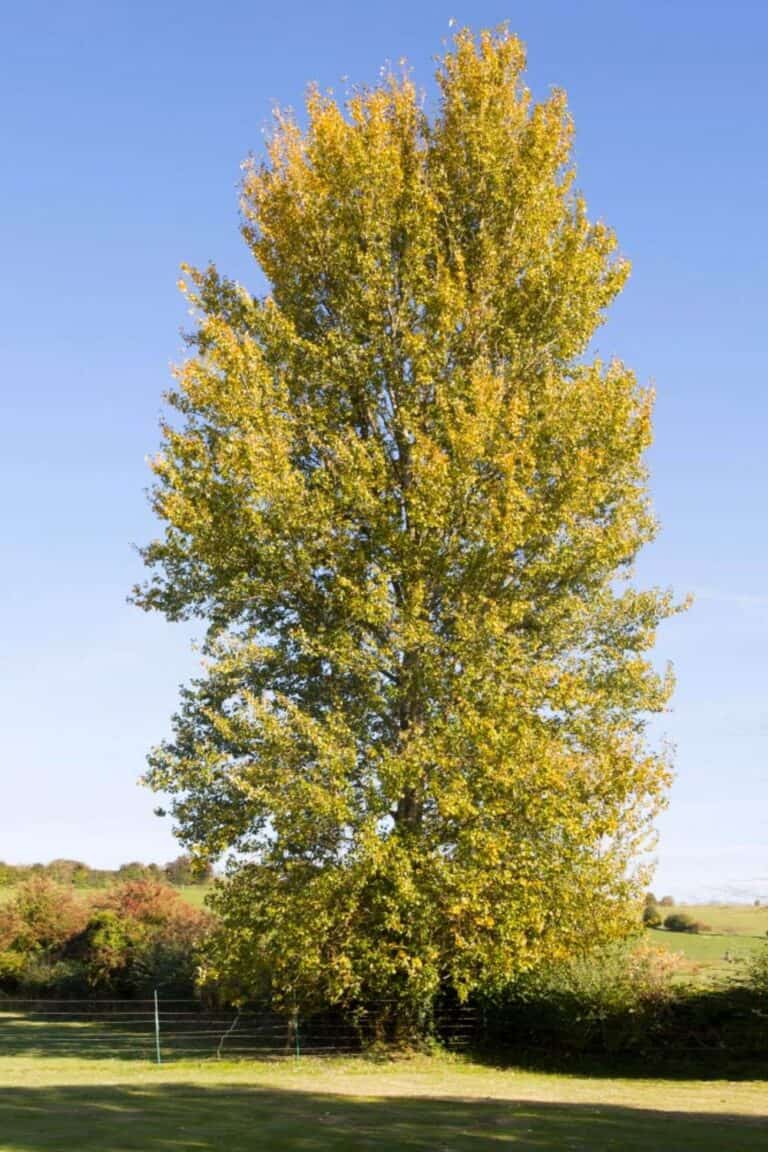 7 Fast-Growing Privacy Trees - Up to 8 Feet Growth per Year
