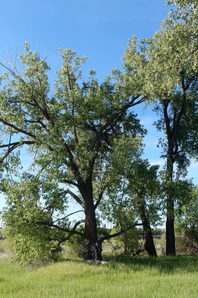 19 Fastest Growing Trees with Growth Rates up to 32 Ft Per Year!