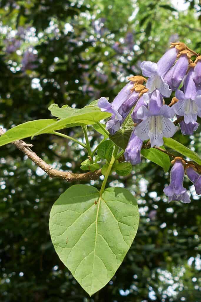 19 Fastest Growing Trees with Growth Rates up to 32 Ft Per Year!