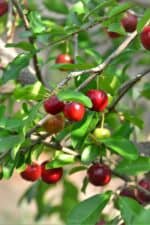 9 Fastest Growing Cherry Trees That Bear Fruit Quickly (1st Year)