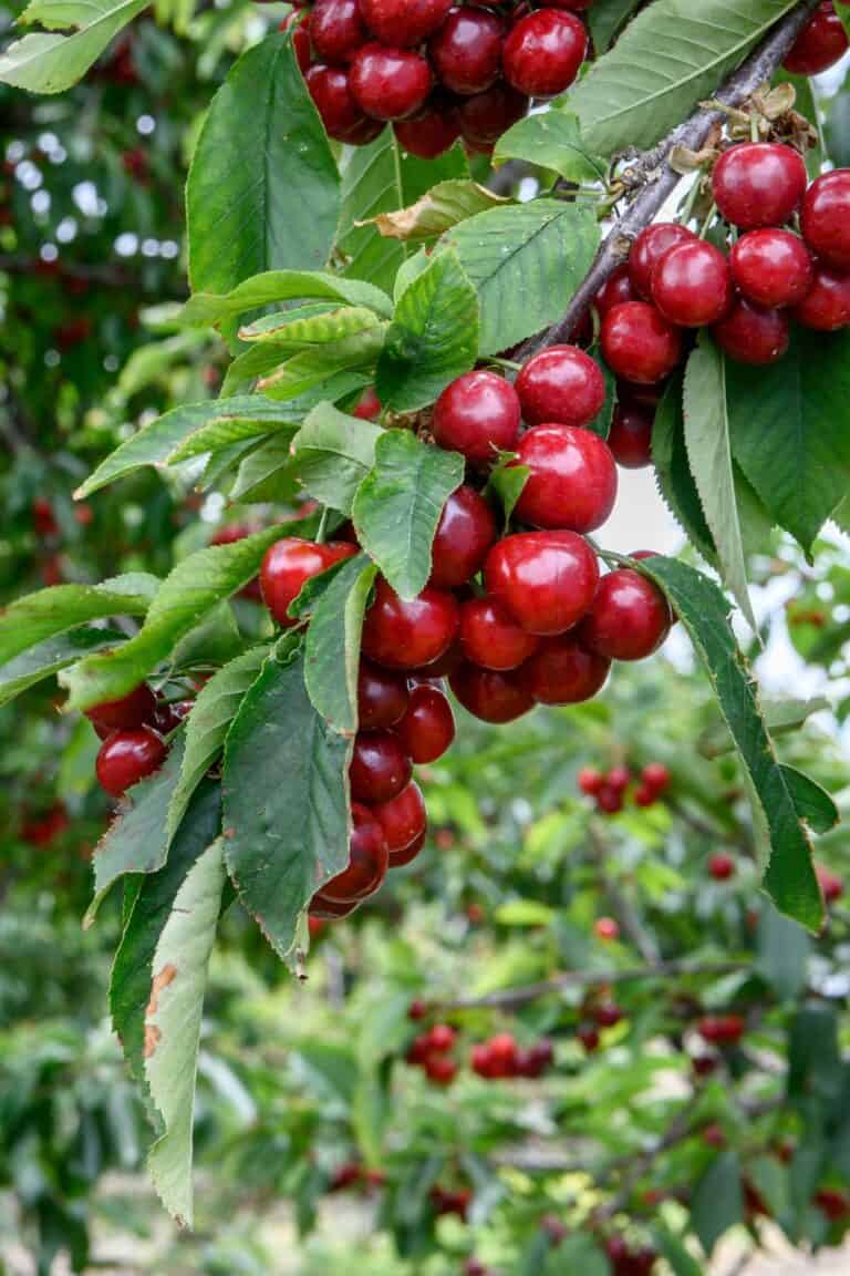 9 Fastest Growing Cherry Trees That Bear Fruit Quickly (1st Year)